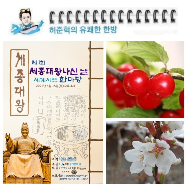 [허준혁한방] 세종대왕나신 날과 '오직 하나뿐인 사랑' 앵두